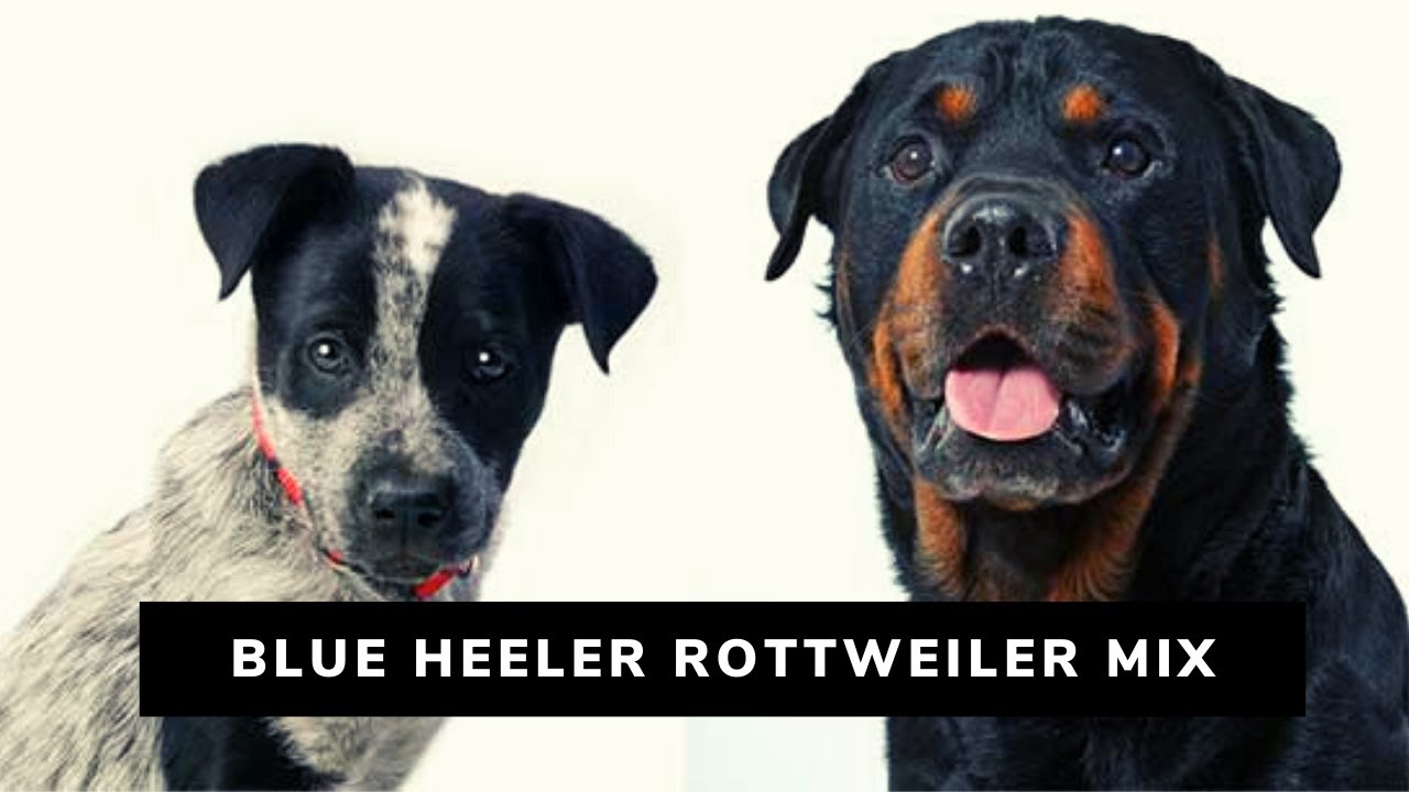 Information About the Blue Heeler Rottweiler Mix