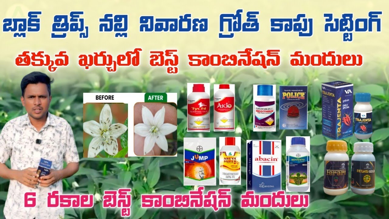 మిరపలో బ్లాక్ త్రిప్స్ నల్లి నివారణకు గ్రోత్ పూత కాపు సెట్టింగ్ కు తక్కువ ఖర్చులో బెస్ట్ కాంబినేషన్ 