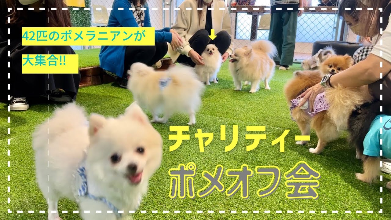 【ポメ42匹大集合】ポメラニアンオフ会に参加しました【チャリティー企画】