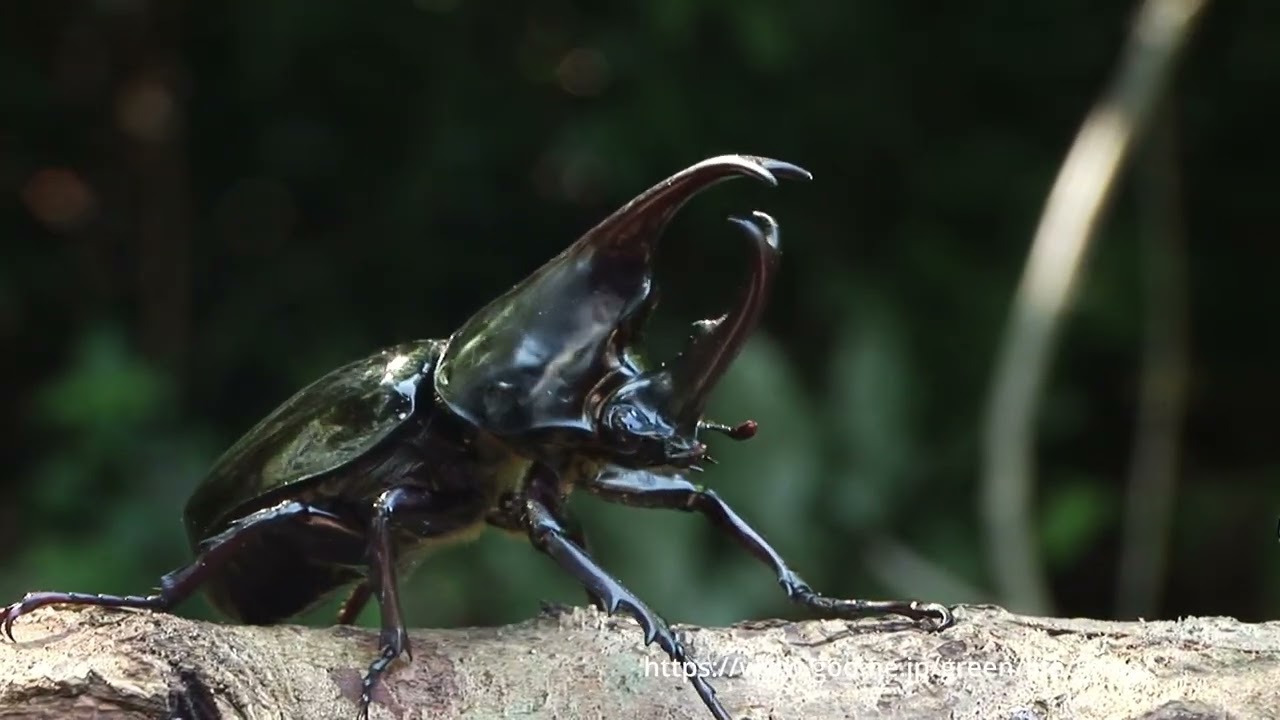 ヒメカブトの闘い