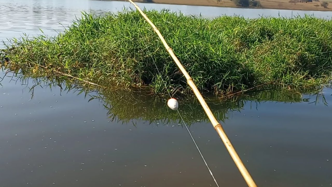 Pescaria de Dourado Piau e tucunaré no bambu veja que loucura que aconteceu cheguei tremer