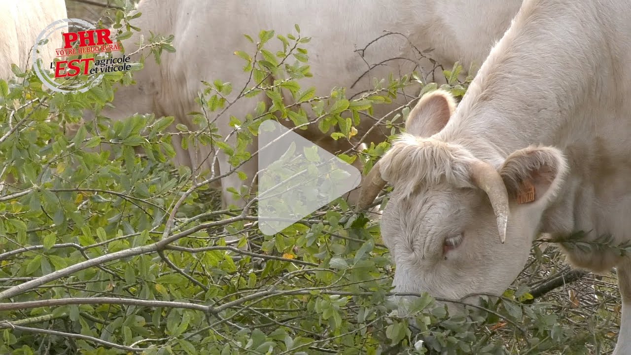 Exemple d'agroforesterie appliquée en élevage charolais