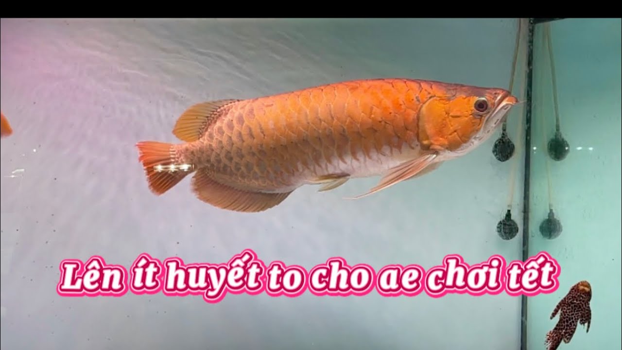 Toàn huyết to nhiều sự lựa chon cho anh em 