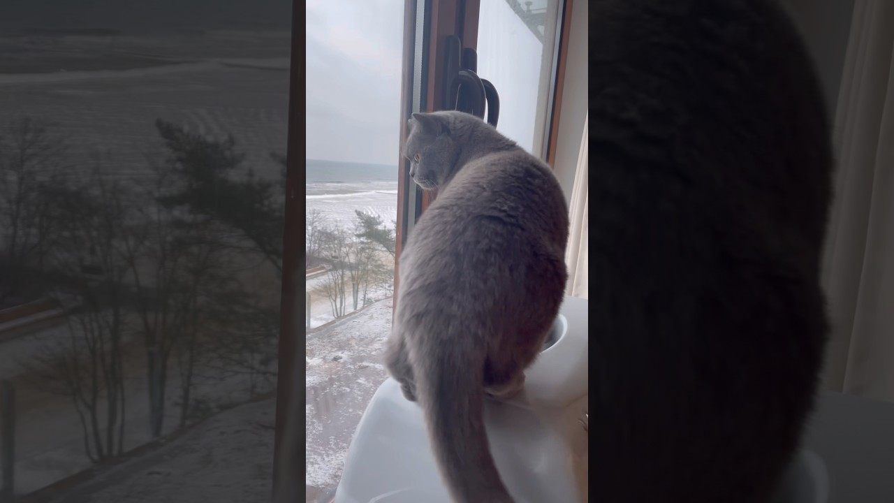 Pyzia😻Pulpecik Jest Kuracjuszem😺🥰#cat #cats #cutecat #britishshorthair #koty #kot
