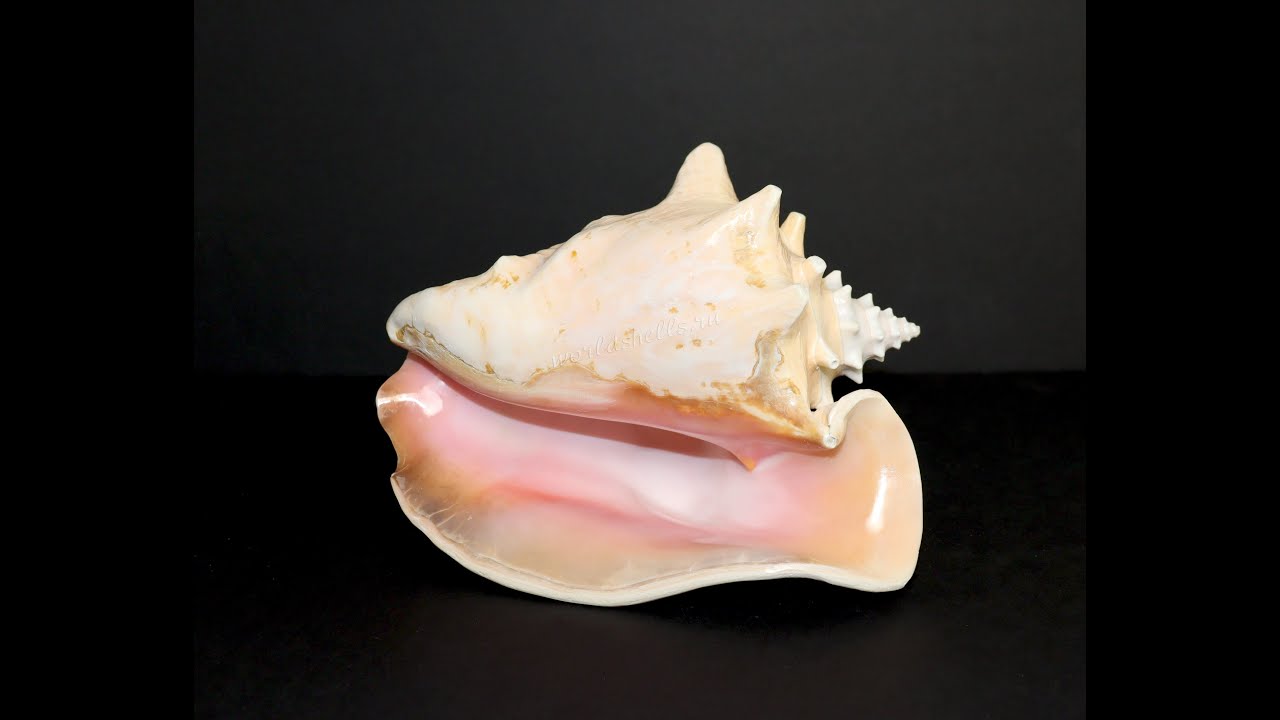 Раковина Стромбус Гигас, Strombus gigas