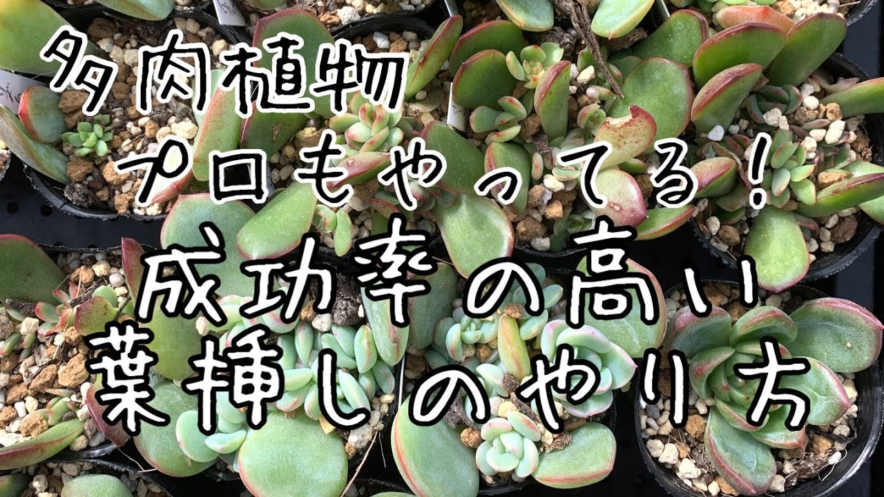 【多肉植物】葉挿しでの増やし方2