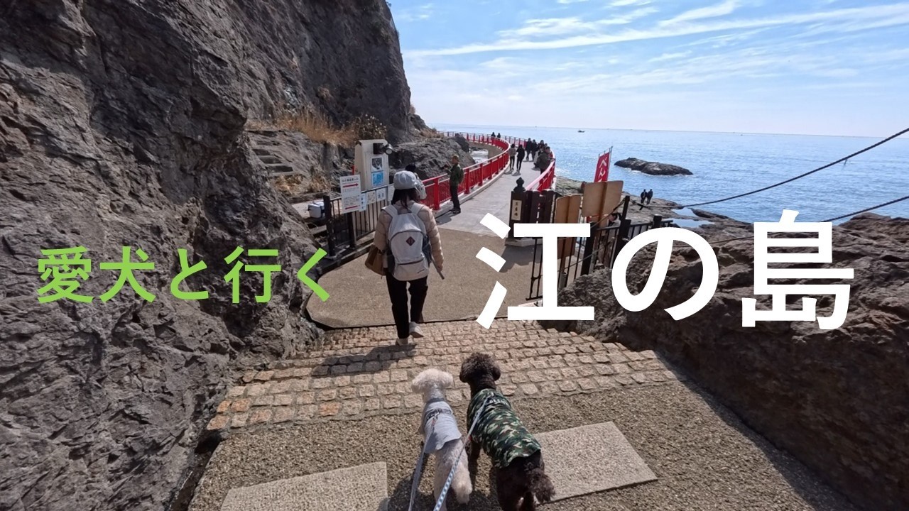 【江の島を愛犬と散策】