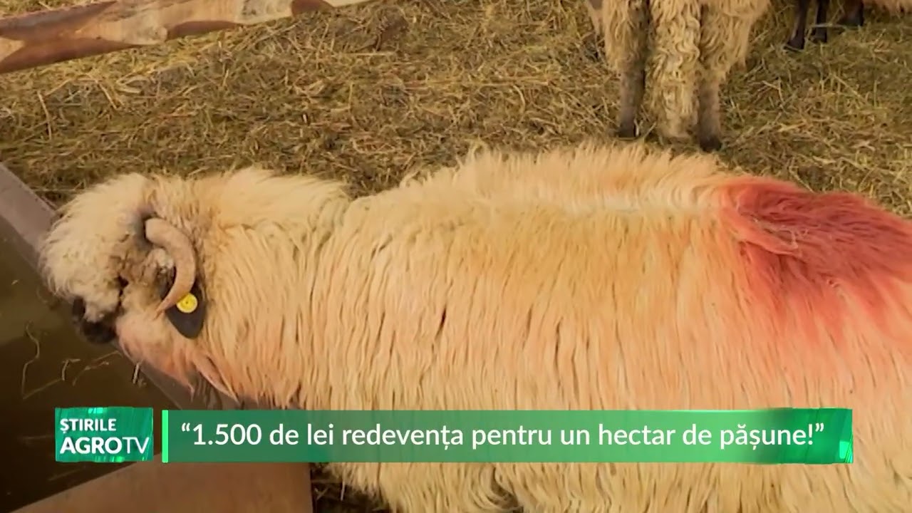 “1 500 de lei redevența pentru un hectar de pășune!” 26 02 2026