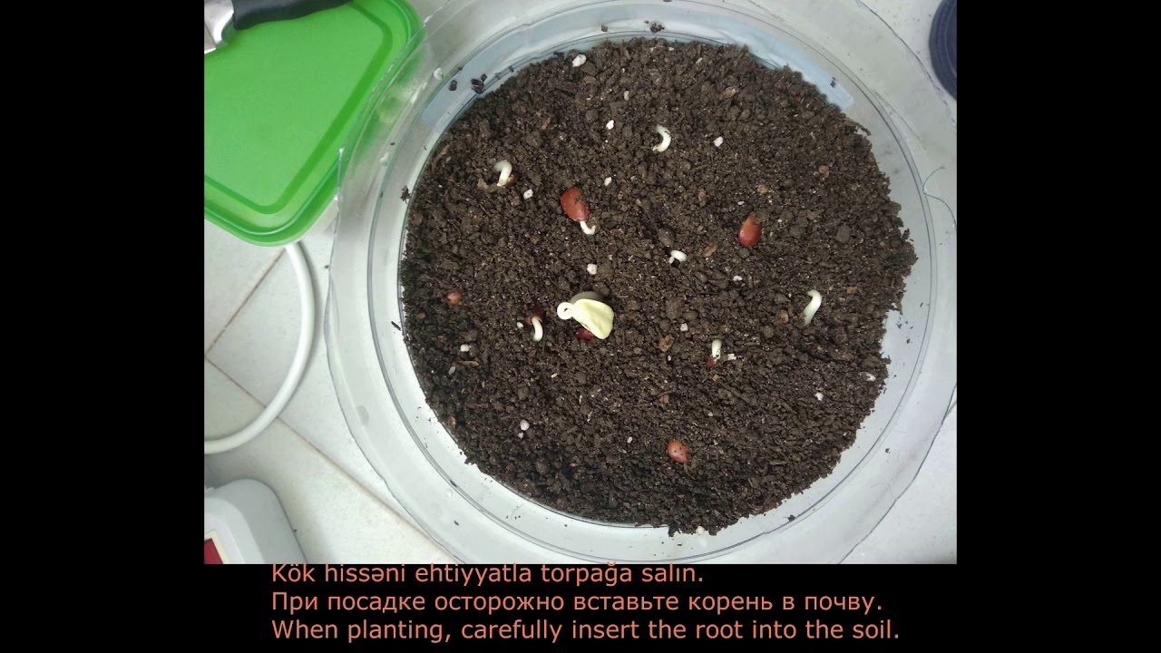 Ke&ccedil;ibuynuzu ağacı, toxumdan - Рожковое дерево из семян - Carob Tree from seeds - Ceratōnia