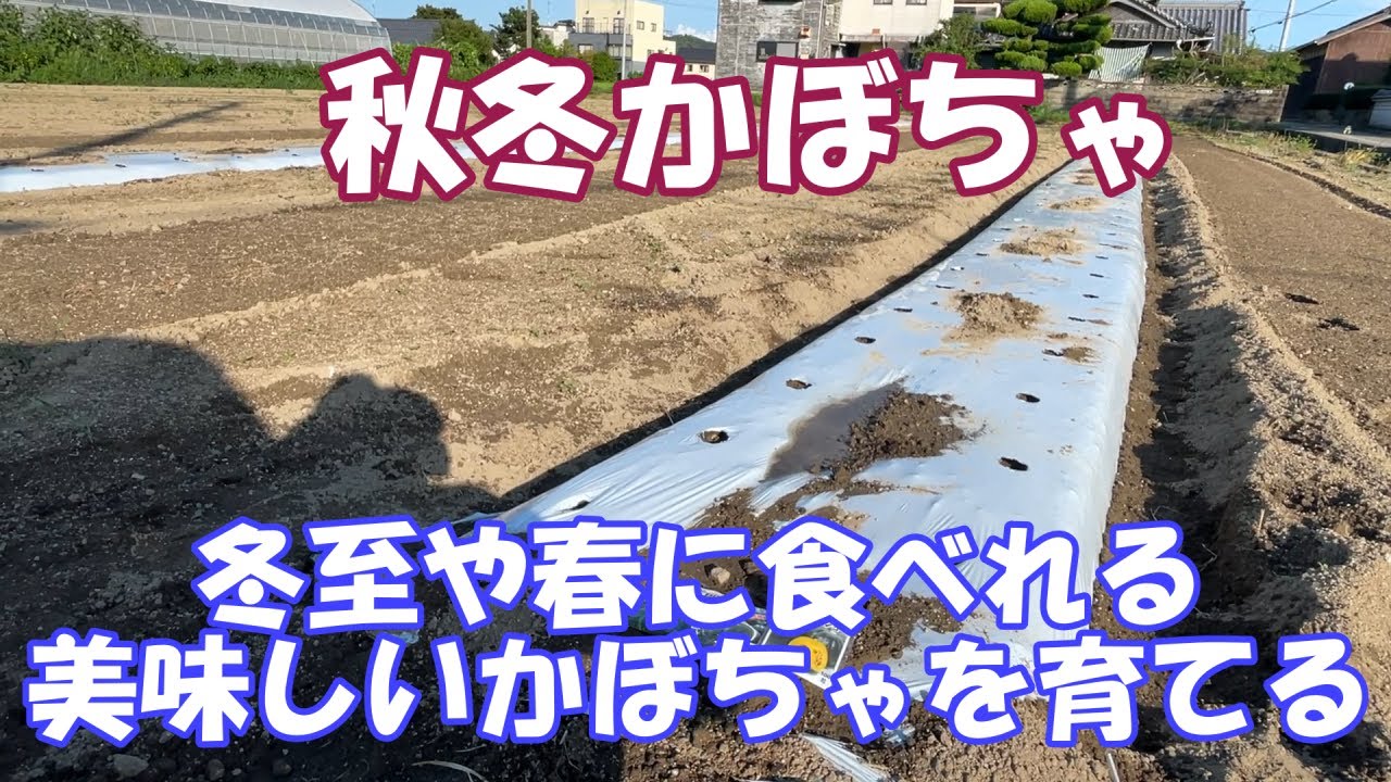 冬至　春用かぼちゃの種まき。　少ない畝で沢山とるわくわく栽培です。しっかり完熟させたかぼちゃは美味しいです。