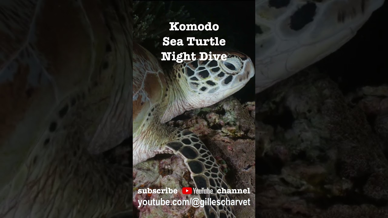 Sea Turtle on Coral Reef in Komodo Island | Underwater Vertical Video | 4K Wildlife Footage