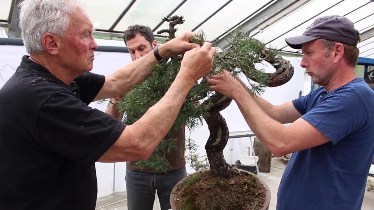 Bonsai demonstration by Walter Pall