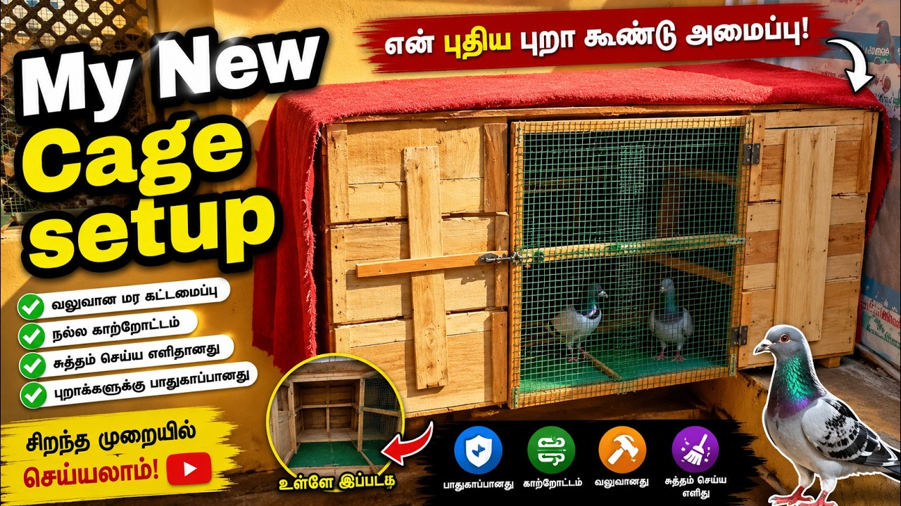 My new loft setup🥳 | and colling roof for pigeons | biggest cage | Apple box making