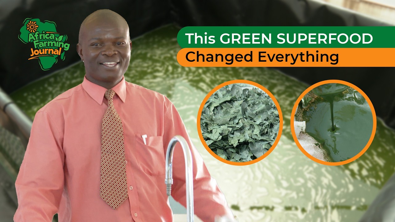 How Spirulina Cultivation is Transforming School Nutrition in Kenya