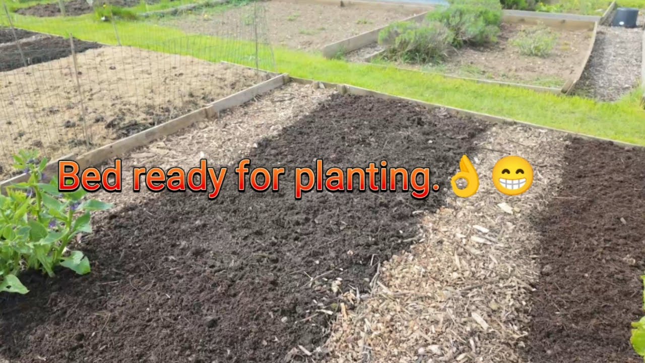 Preparing to plant out the brassicas, Hardening off, applying compost and super soil.