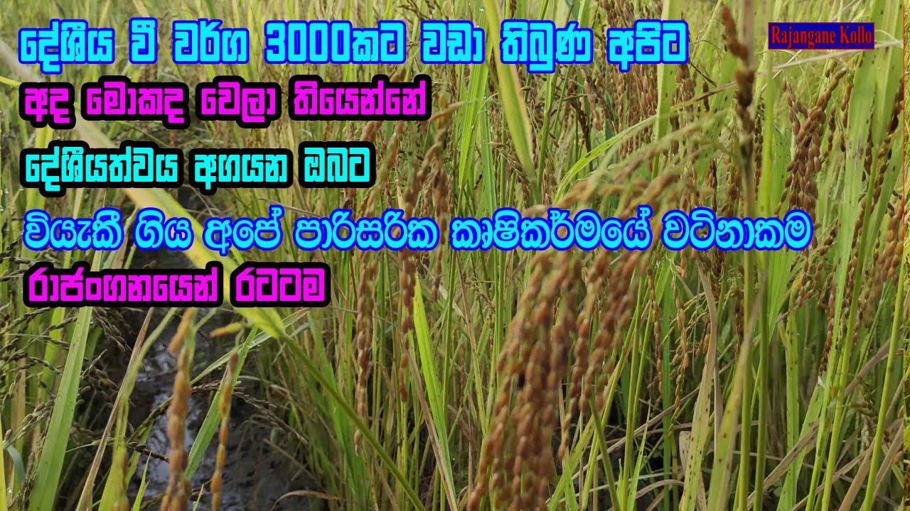 දේශීය බීජ නැවතත් කරලියට රැගෙන එමු | Deshiya beeja wee | traditional rice in sri lanka | deshiya wee