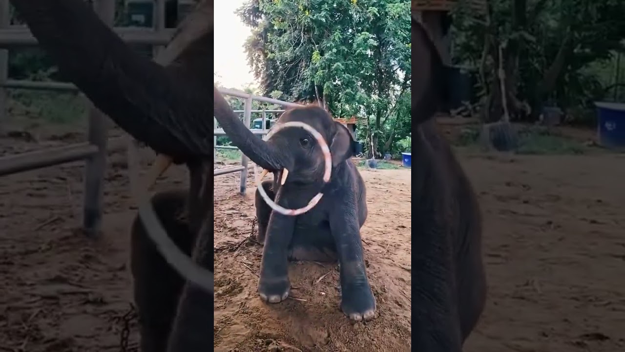 Ali sellam | Elephants show | සත්තුවත්තෙ අලි සෙල්ලම් @ratawata