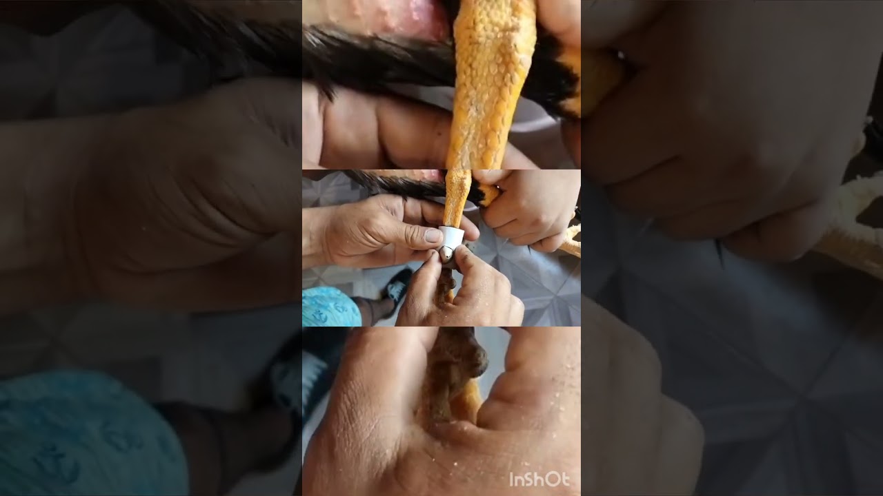 COMO CALZAR UN GALLO