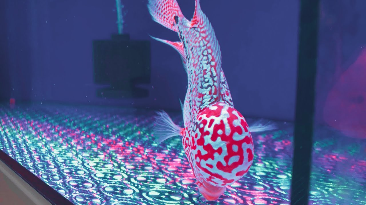 Most Colorful Red Kamfa Flowerhorn | Beautiful F2 Kamfa Flowerhorn Fish