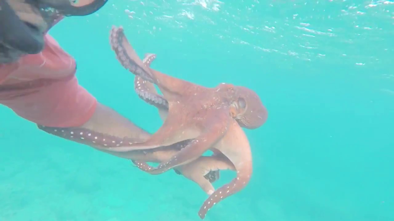 Hunting Octopus 2017