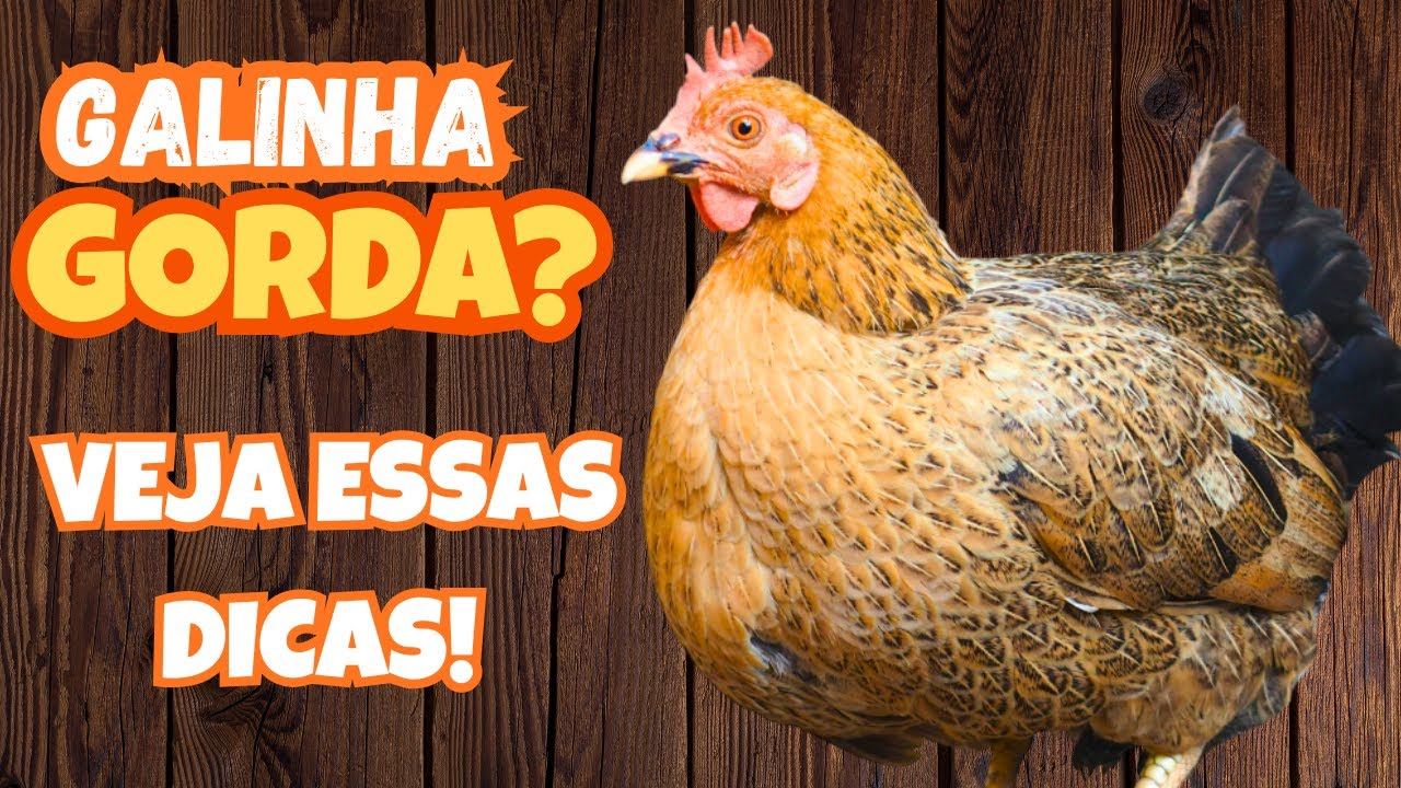 GALINHA MUITO GORDA? APRENDA TRUQUES PARA TER AVES SAUDÁVEIS