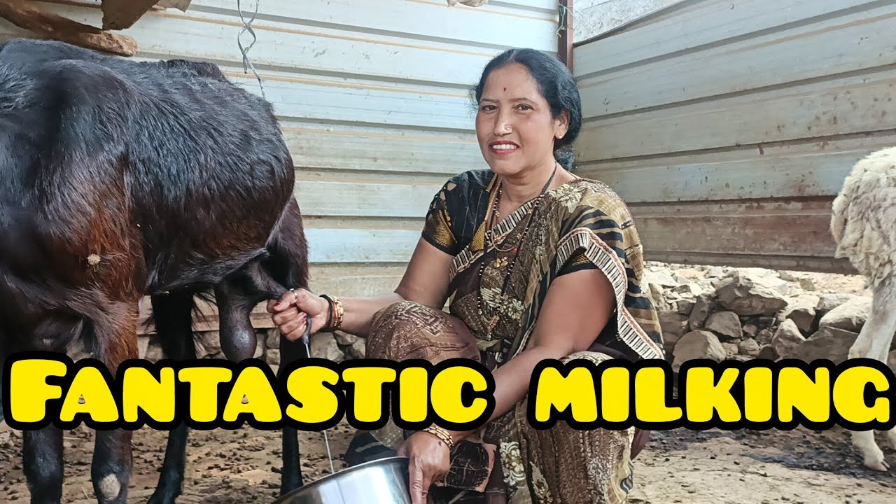 Fantastic 😊 goats milking 🥰@RGJ24 