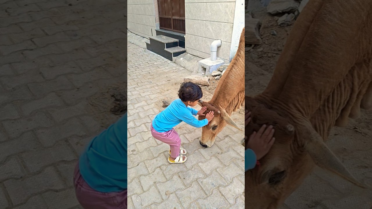 क्युट❤️ गौरी🙏#babycow #shortsfeed #calf #shortvideo #cow #ytshorts #cowvideos #shorts