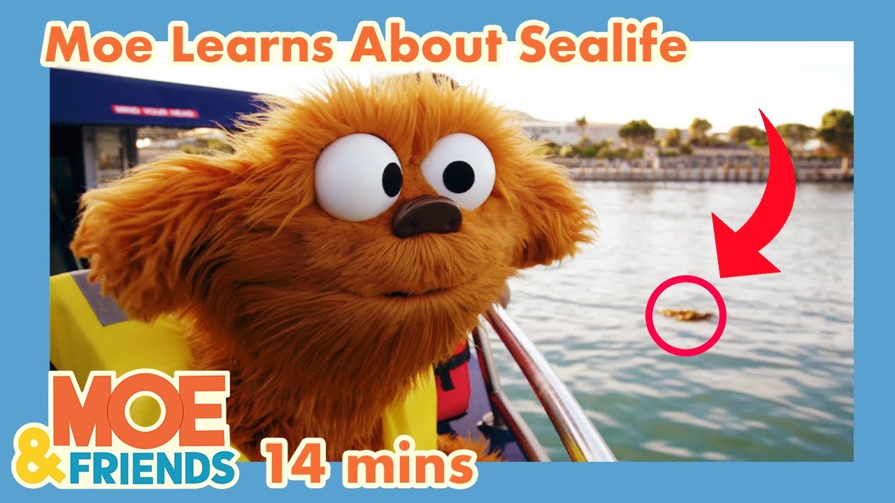 Moe Explores Sea Life | Whales, Rockpools, Octopus, Dolphins + More