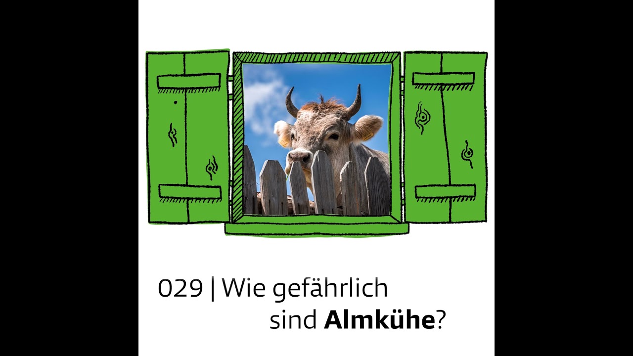 #029 Wie gefährlich sind Almkühe?