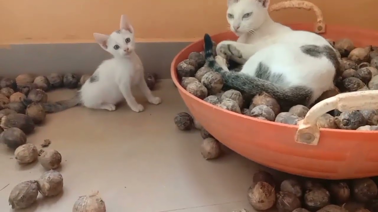 Mother cat training her kitten|kitten playing with her mother's tail|cat funny video
