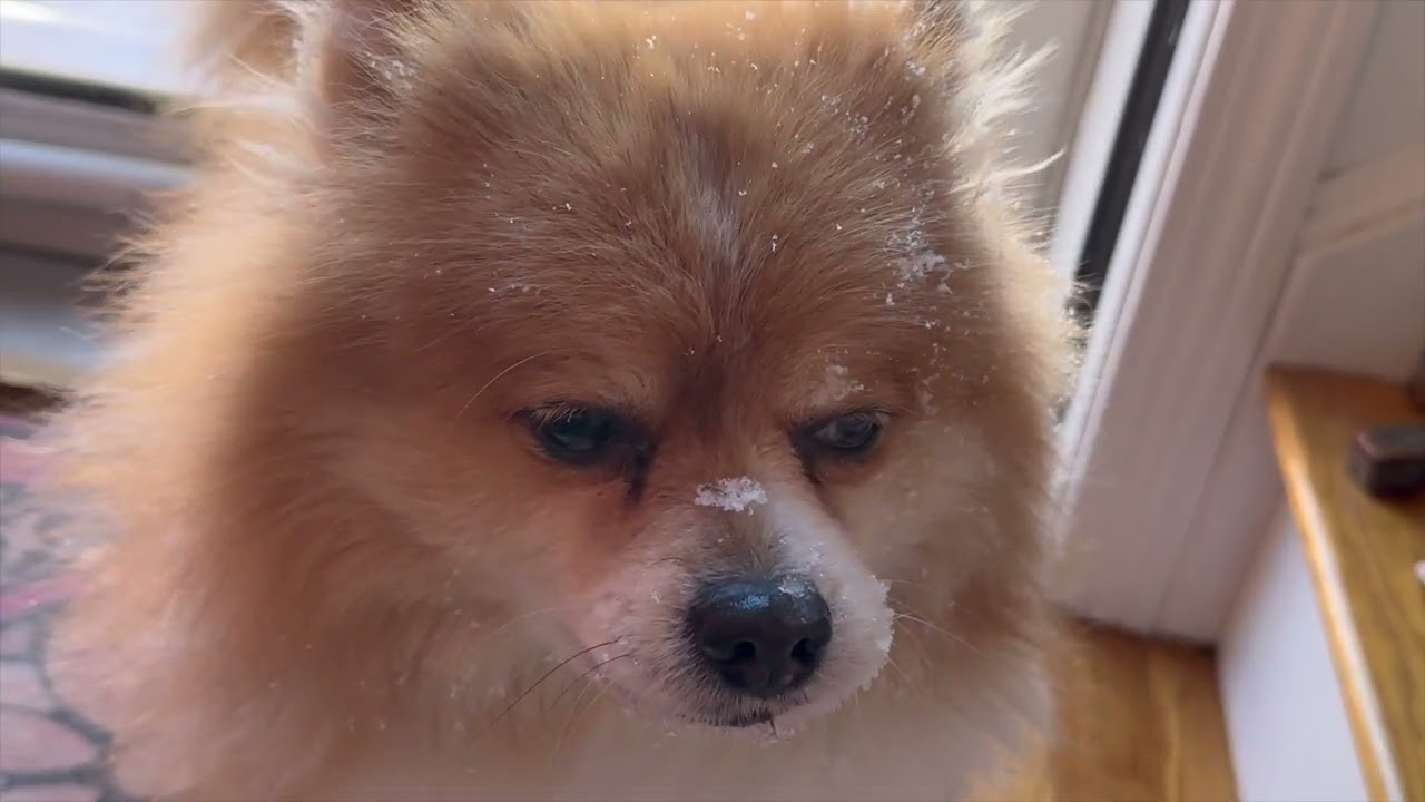 Bella loves snow#pomsky #pomskydog #pomskylife #pomskypuppy #pomskylife #playsnow