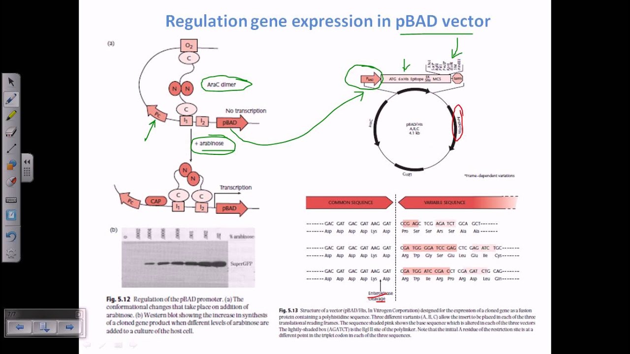 Expression vector, pBAD vector