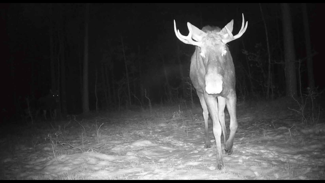 zimowe śnieżne futra 01-17.01.2026
