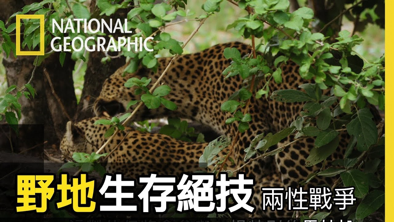 花豹平均交配時間僅需三秒，平均15分鐘重複一次，這樣持續72小時的繁衍馬拉松【 野地生存絕技】短片精華版