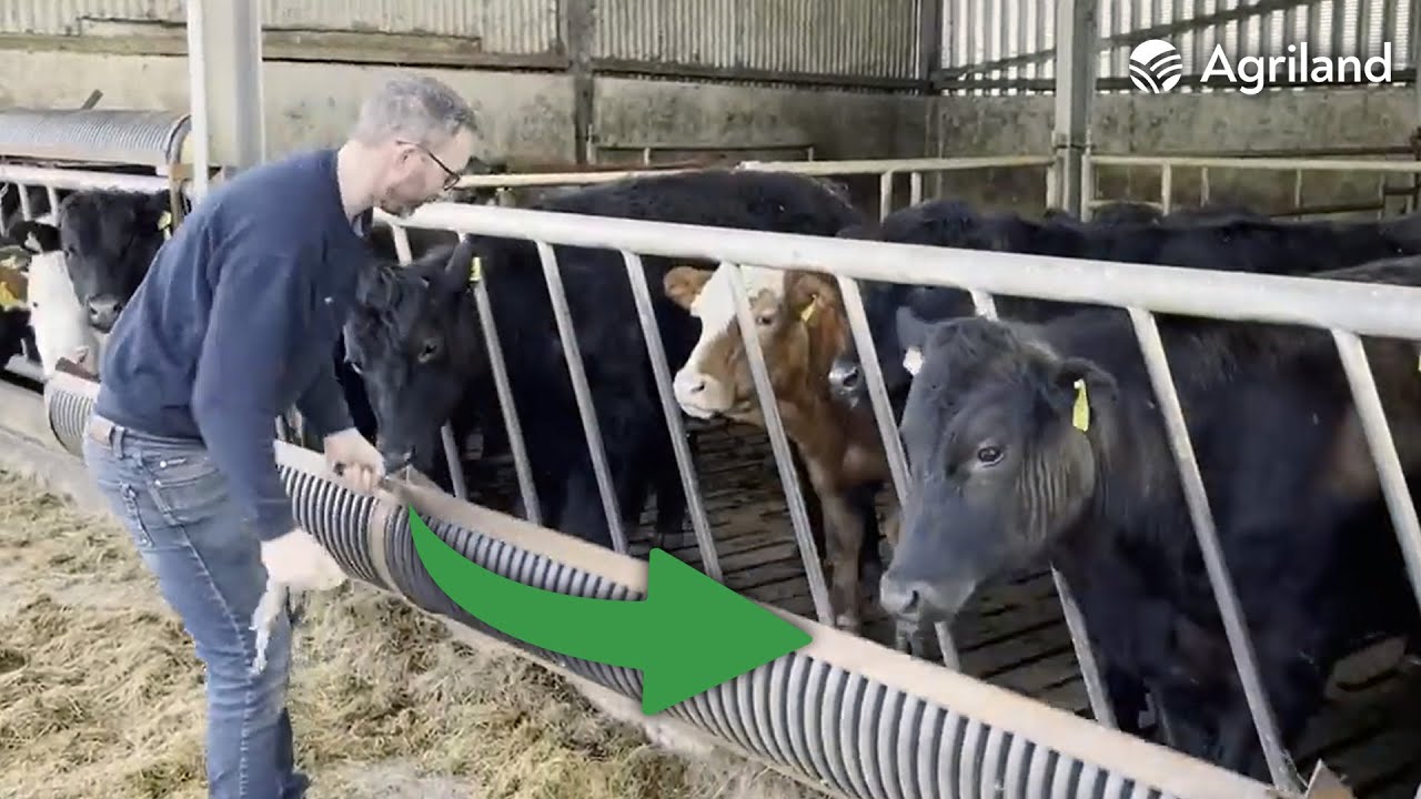 Projekt koryta dla bydła, kt&oacute;ry stał się viralem na TikToku