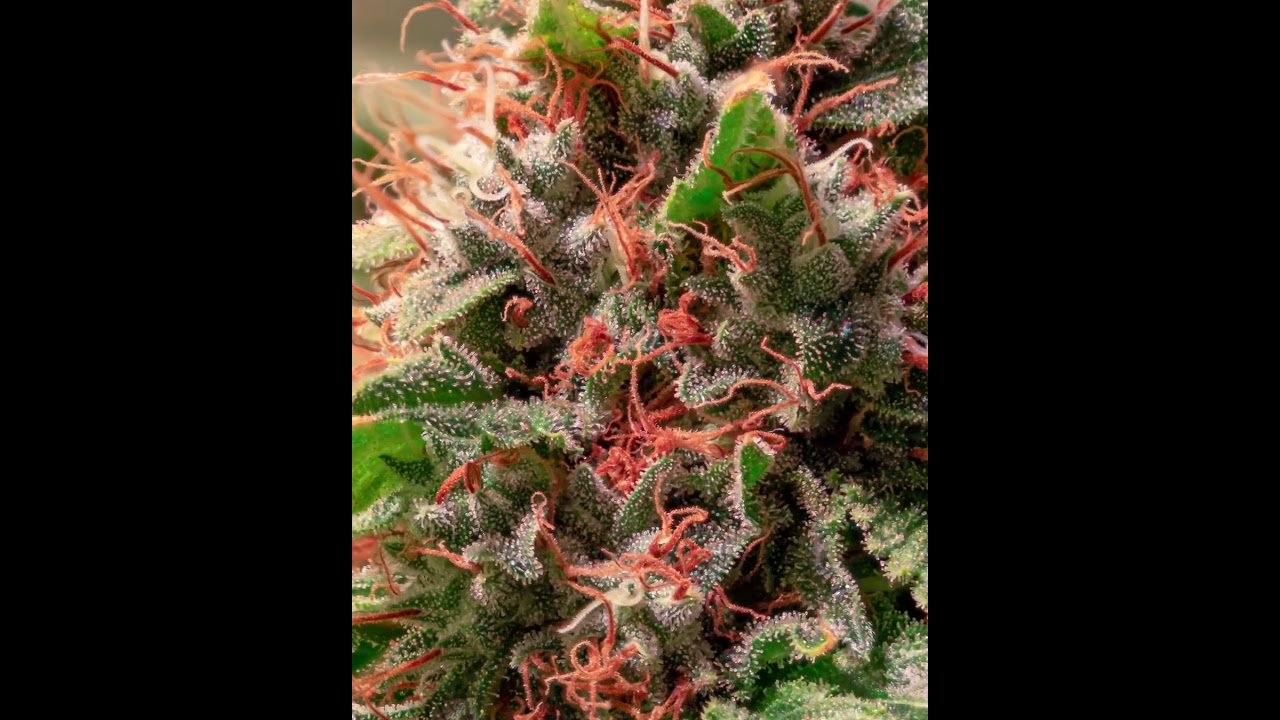 Sherbdog #1 Zoom The Grateful Seeds
