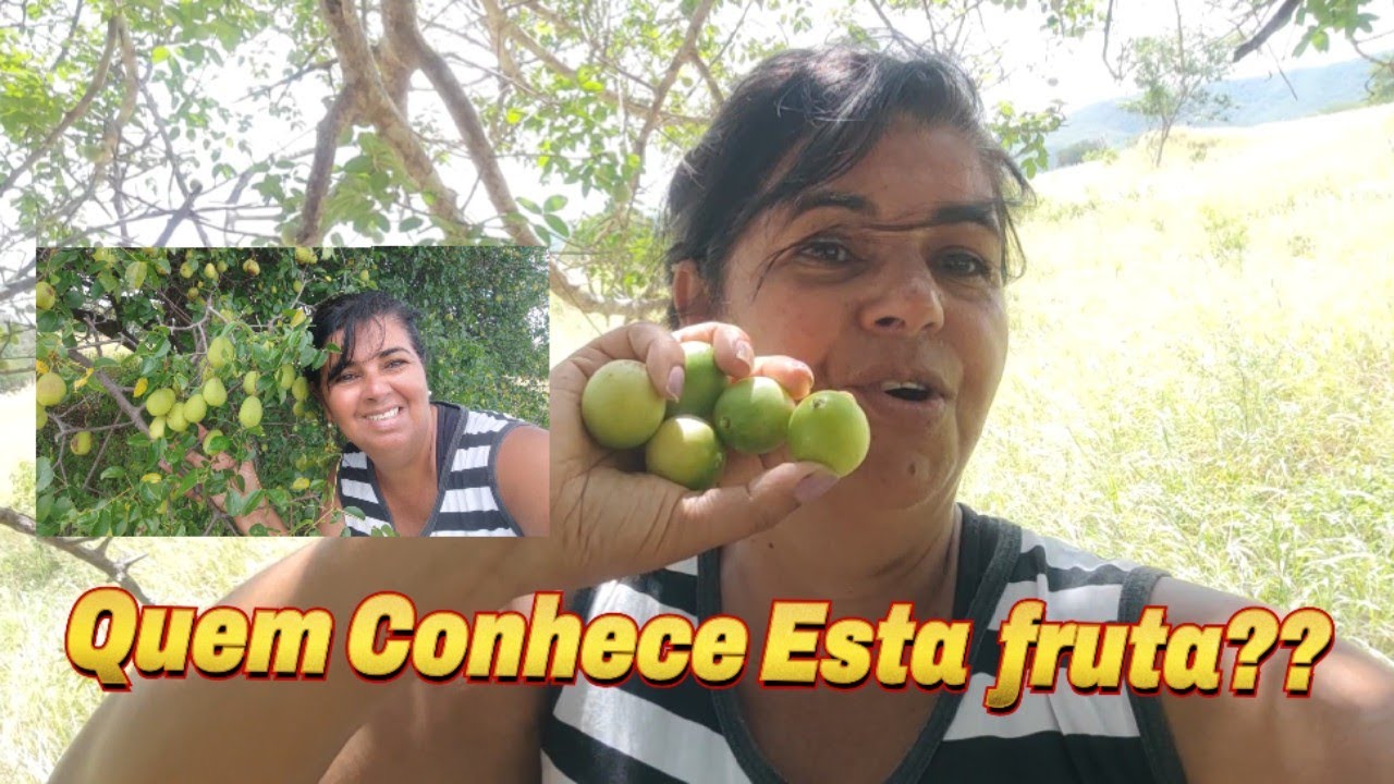 Uma Aventura,A grande Colheita ,do Umbu, O  Ouro Verde  do Sertão Bahiano 🌳🌳