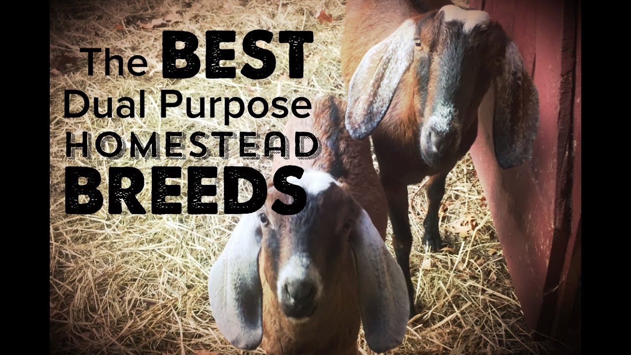 The Best Dual Purpose Dairy and Meat Goats - and Some Great Sheep Breeds TOO!