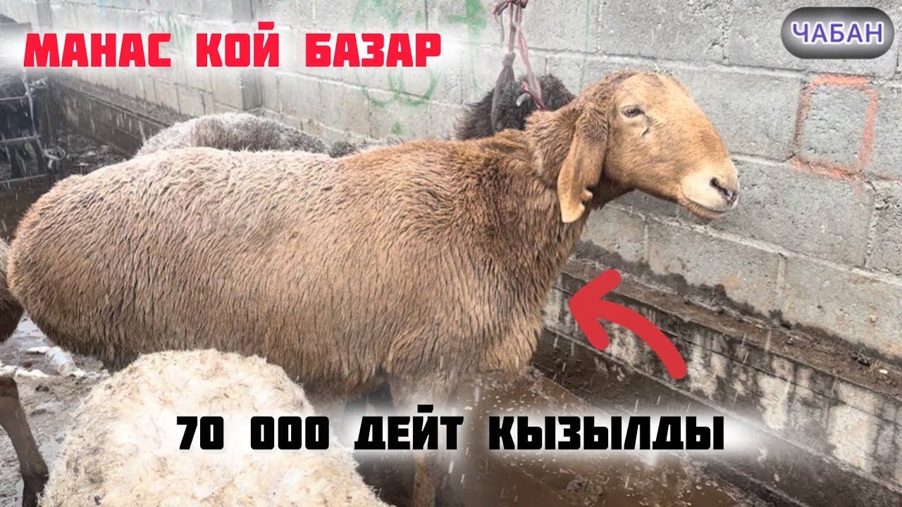 17.01.2026 МАНАС КОЙ БАЗАР