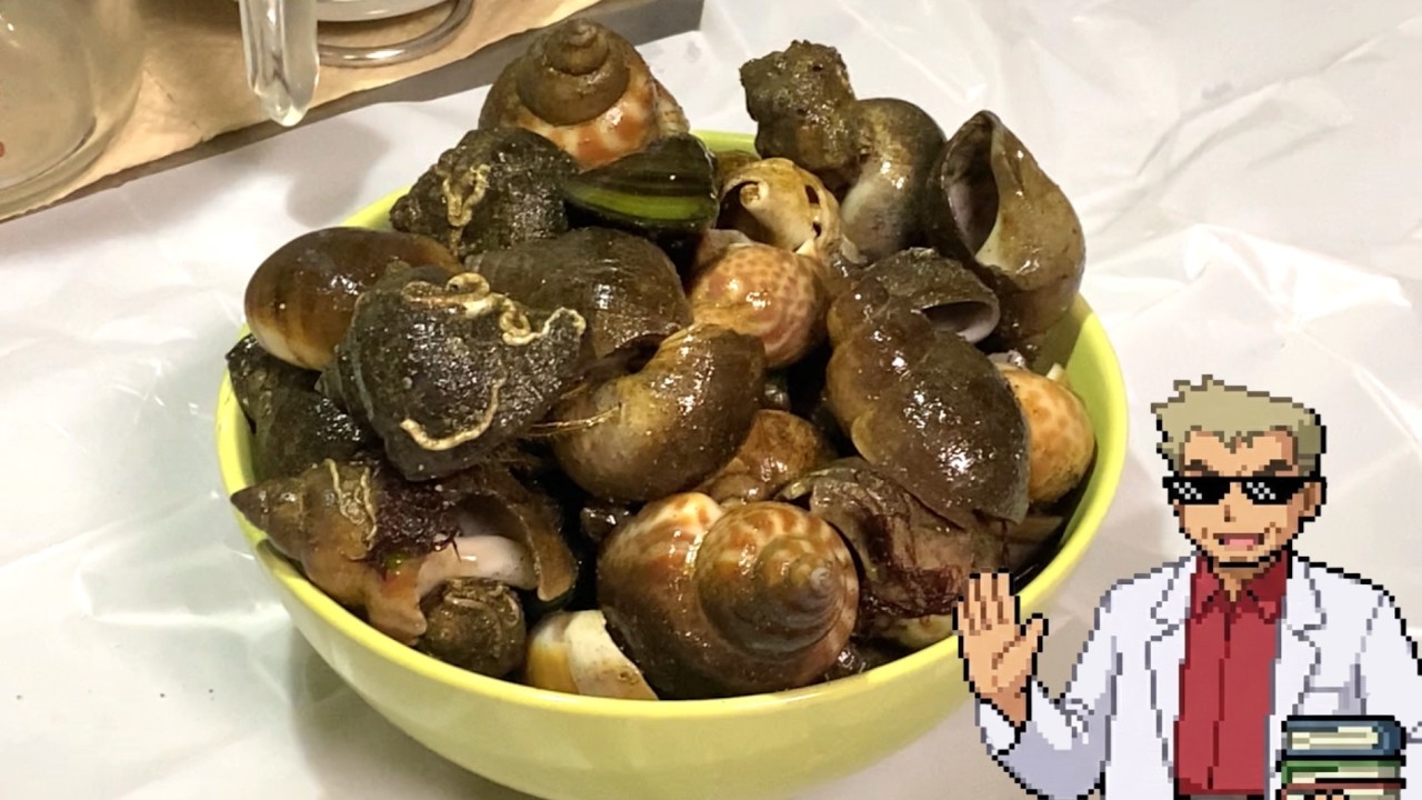 大量のヤドカリを捕獲して食べ比べじゃ！【オーキド博士】