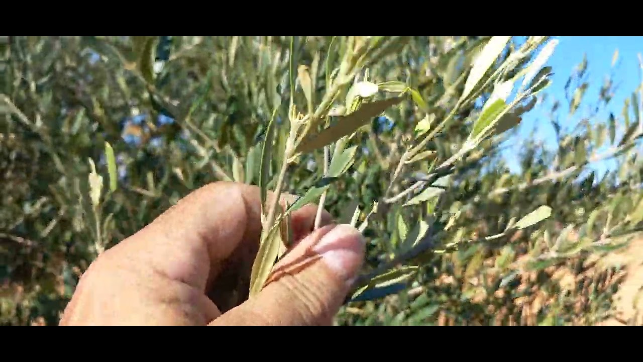 Glifodes sigue destrozando los brotes nuevos y plantas nuevas 