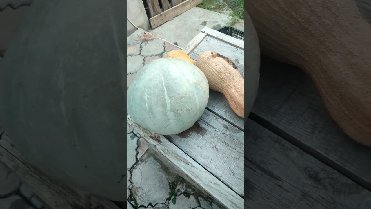 Growing Huge Pumpkins #huge #pumpkin #garden #pumpkinfarm