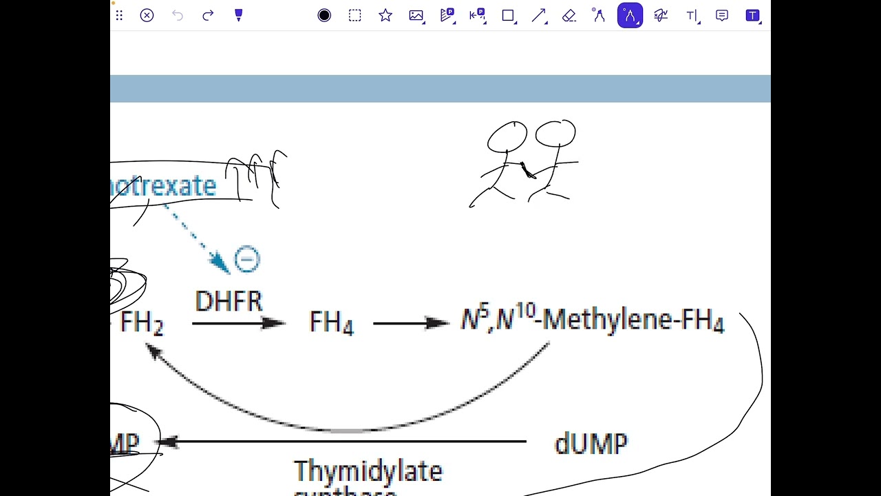 Pharmaceutical chemistry(Folate)عضوية وزاري مرحلة رابعة صيدلة 