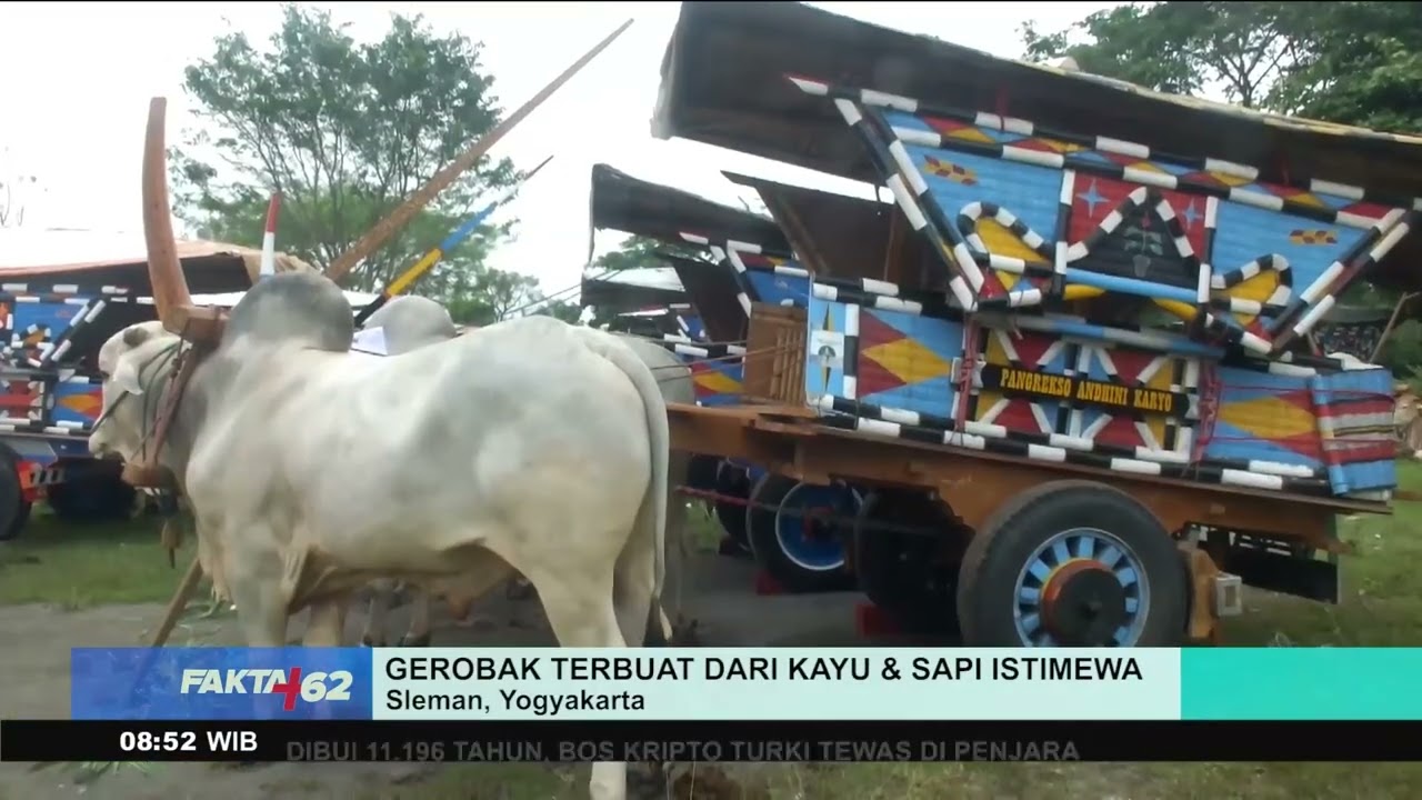 Keseruan Festival Gerobak Sapi di Sleman Yogyakarta