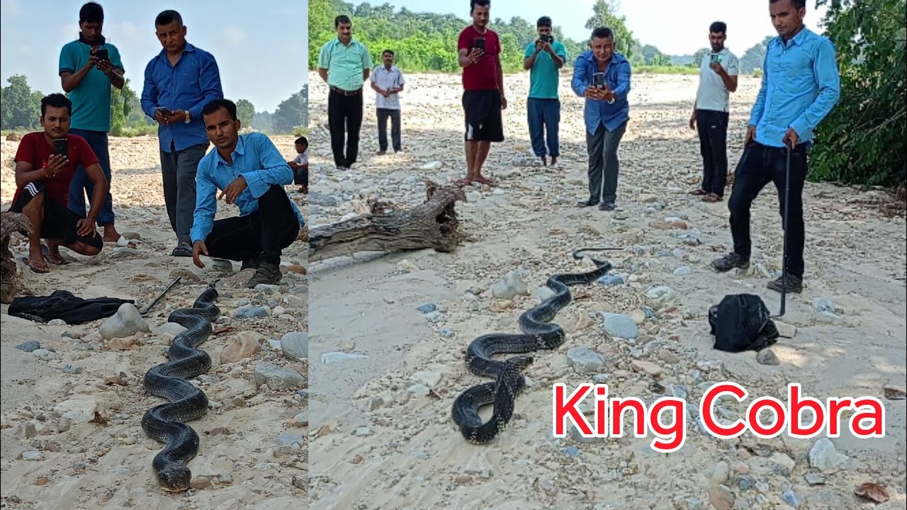 😱 🐍 World Big King cobra snake rescue in Nepal नेपाल को सबै भन्दा ठूलो किंग कोब्रा सर्प भेटियो