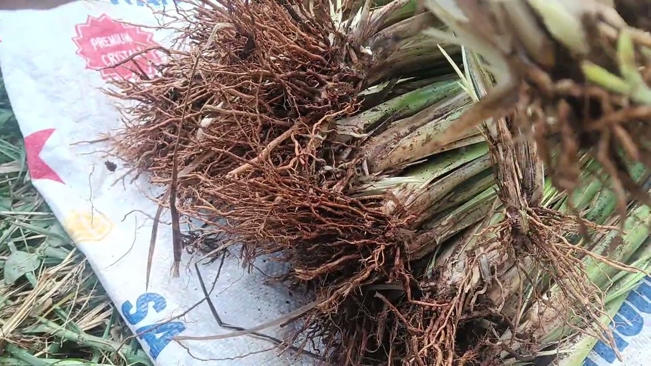 Cây giống cỏ vetiver sau khi ủ vào bao đặt hàng liên hệ. 0984804561