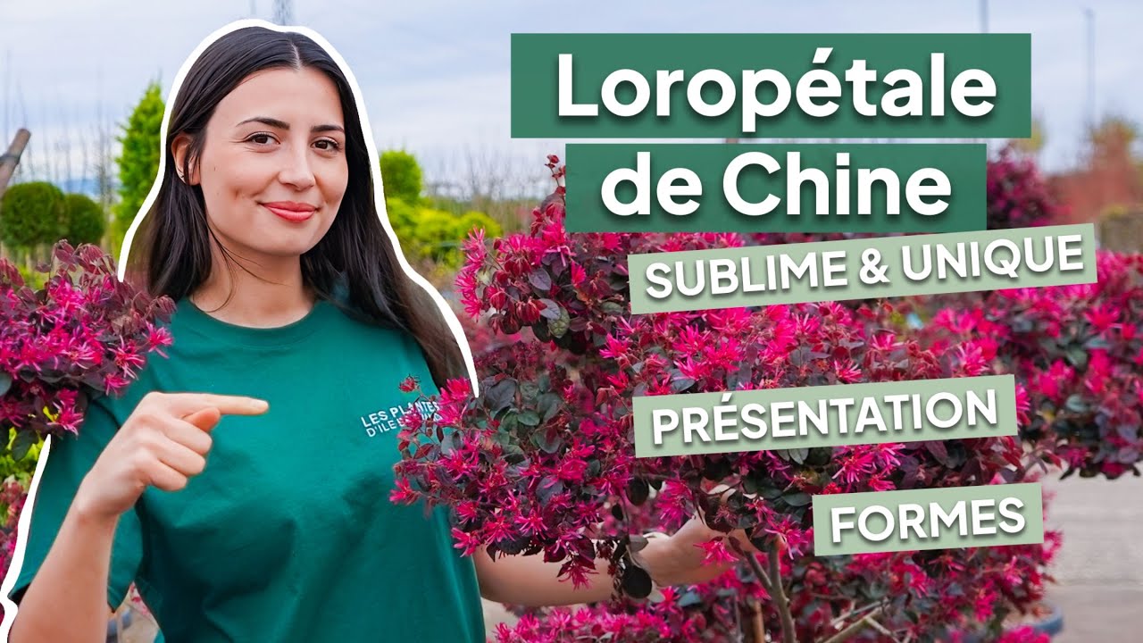 Le Loropétale de Chine / Loropetalum Chinense : Présentation variété et formes