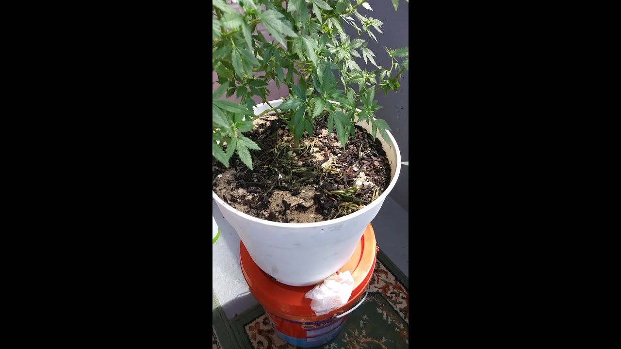 Poor mans grow 2