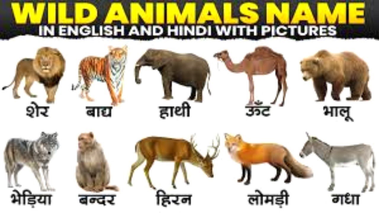 Sound of animals, wild animals, जानवरो की आवाज़ पहचानो, जंगली जानवर, animals with picture..