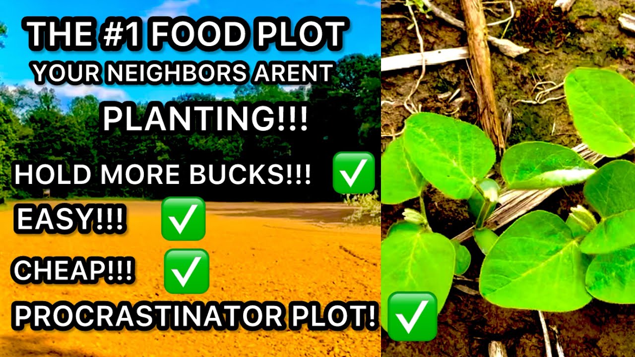 THE BEST DEER FOOD PLOT THAT NO ONE IS PLANTING